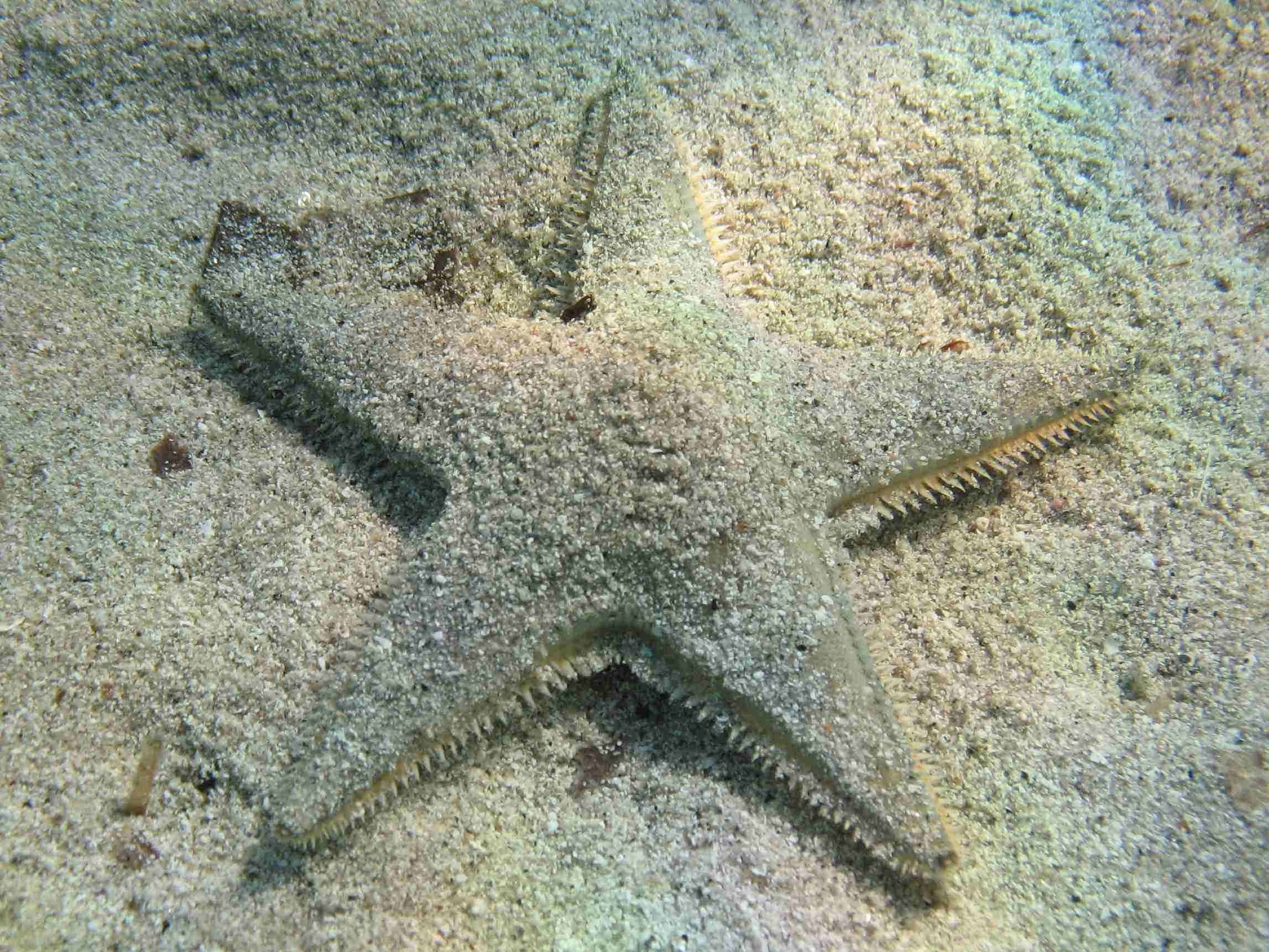 Astropecten